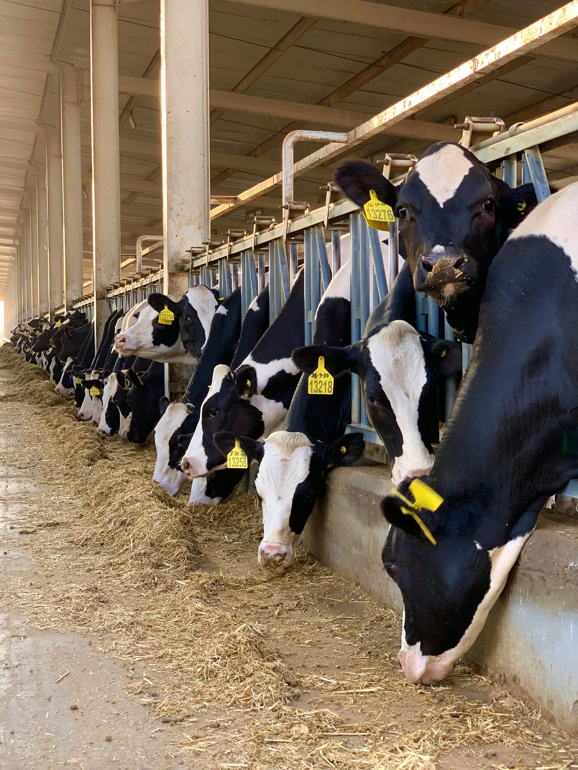 Sultan Dairy Farm